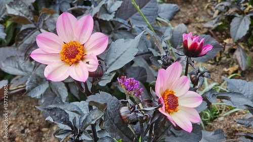 Sweden. Dahlia ”Happy Days Pink” is a genus of bushy, tuberous, herbaceous perennial plants native to Mexico and Central America. 