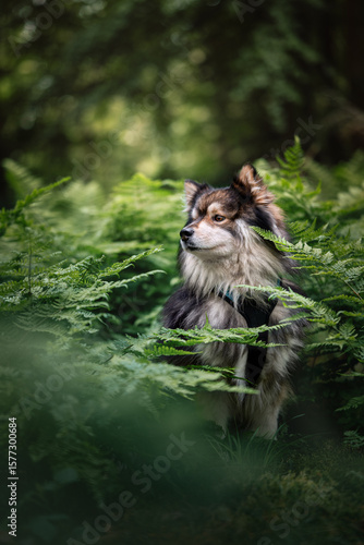 Portrait of a Finnish Lapphund dog