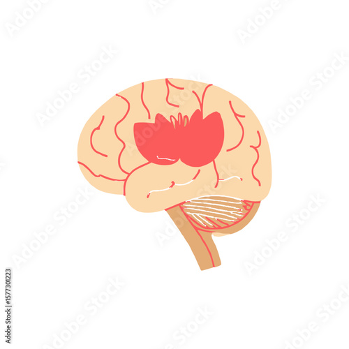 human brain vector illustration