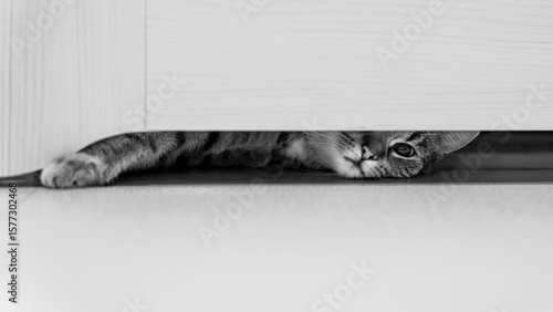 white cat on the floor funny view 