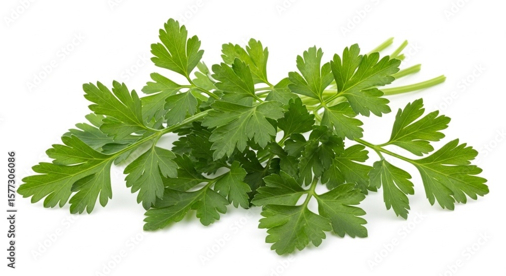 parsley isolated on white background fresh green herb bunch leaves organic natural seasoning ingredient parsley isolated on white background fresh green herb bunch leaves organic natural seasoning ingredient