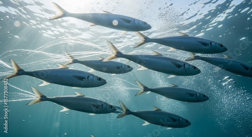 fish in water