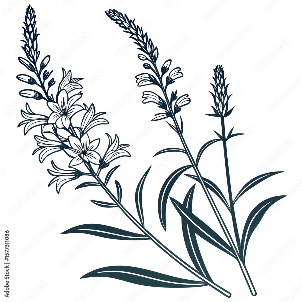 Fototapeta premium black and white physostegia virginiana