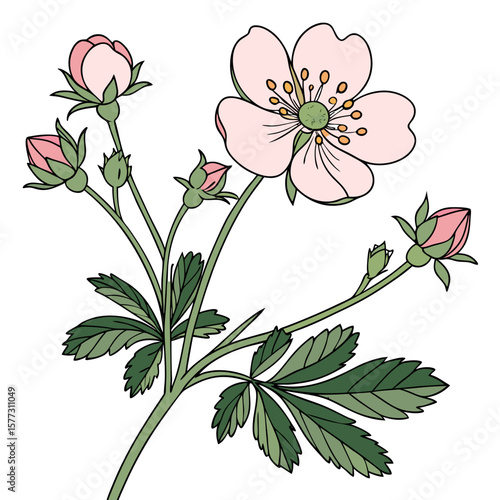  potentilla pink beauty with leaves