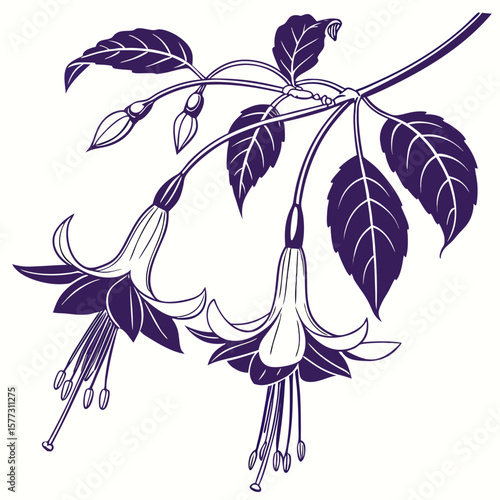 black and white peruvian cantuta