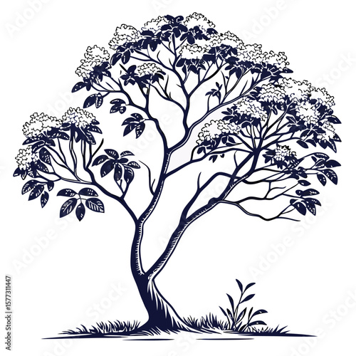 pagoda dogwood cornus silhouette vector