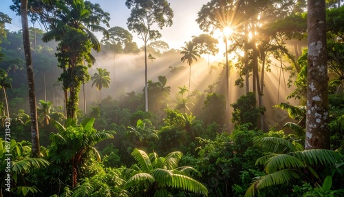 Lush sunrise in a tropical rainforest