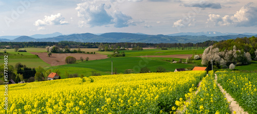 Fototapeta Naklejka Na Ścianę i Meble -  spring view with canola field in Kaczawskie mountains in Lower Silesia in Poland