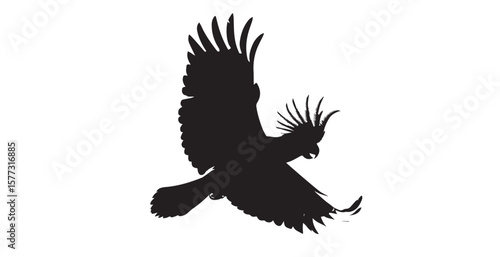 Black cockatoo in flight with wings spread wide silhouette