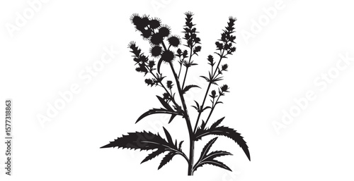 Detailed black silhouette of a flowering plant with spiky seed heads and serrated leaves