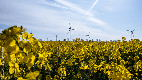 Close-up of blooming rapeseed flowers and wind energy