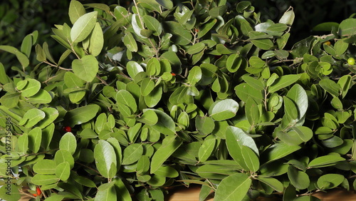 Ripe wild red fruits growing on lush green foliage in a macro photograph showcasing vibrant colors and natural beauty.
