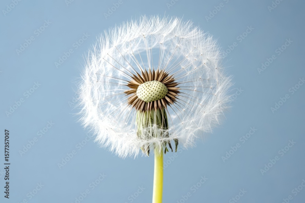 Fototapeta premium Dandelion Seed Head: Nature, Plant, Flower, White, Seeds, Bloom, Stem, Botany, Growth, Close-up