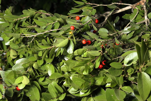 Ripe wild red fruits growing on lush green foliage in a macro photograph showcasing vibrant colors and natural beauty.