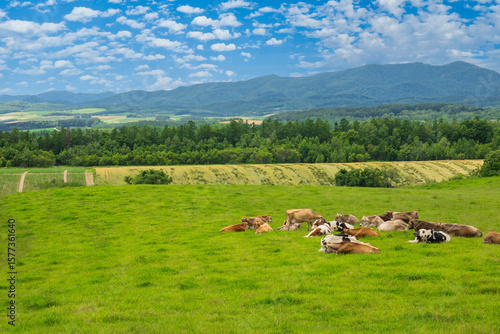 Wallpaper Mural 牧場の牛 Torontodigital.ca