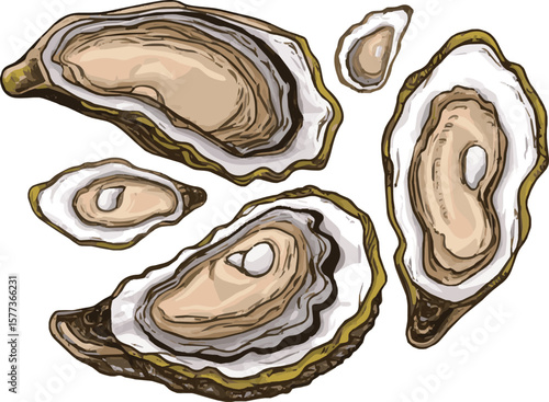 Create a kinds of deferent Oysters. Oyster shell vector set, hand drawn fresh oysters isolated on white background for cooked delicacies or delicacy food decor Vector art with white background.