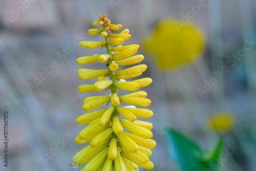 Kniphofia are native to Africa. Common names include tritoma, red hot poker, torch lily and poker plant. Side view, macro shot, close-up, blurred background. 