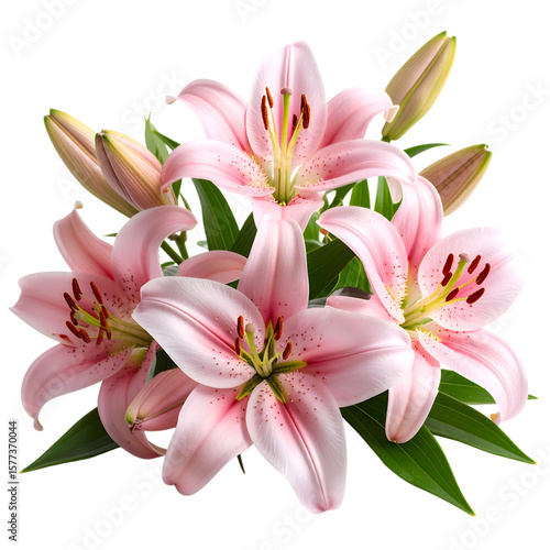Pink Lilies in Bloom: A cluster of fresh pink lily blossoms unfolds in a natural, pure, and exquisite display of botanical elegance