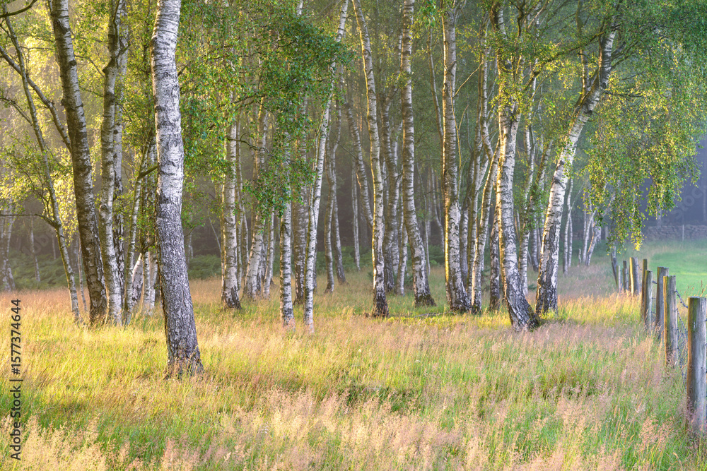 Fototapeta premium Golden birch tree forest on a fresh summer morning in the scenic English countryside.