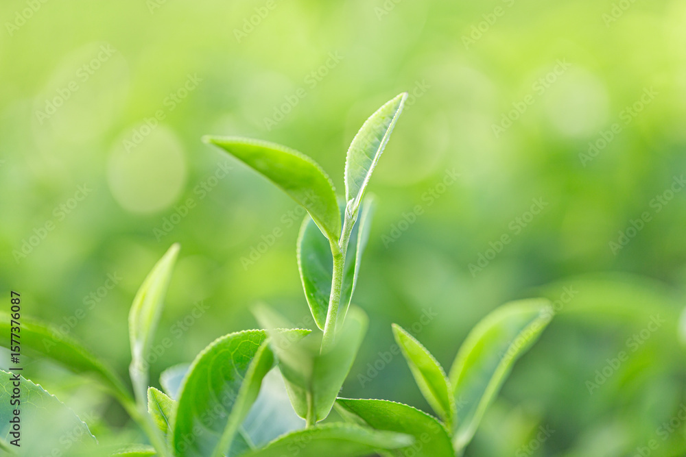 Obraz premium Close-up of fresh green tea leaves with soft sunlight and blurred background, perfect for organic farming or nature concepts.