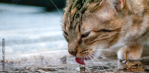 Tableau sur toile gato a beber