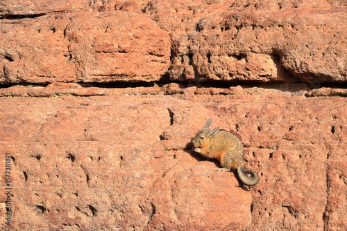 Chinchilla's rock, Roca de viscachas, Cute viscacha in the High Andean Plateau desert, Bolivia