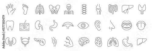 Human organs line icon set. Anatomy, body parts, kidney, bladder, pancreas, intestine, thyroid, pelvis, skeleton, joint, hand, nose, mouth, tongue, and more. Vector illustration.