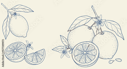 Detailed botanical citrus design with lemons and leaves in vintage style