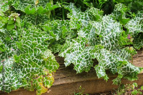 Silybum Marianum plant under the sun in the garden
