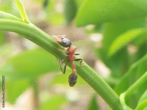 an ant that almost fell from a tree branch