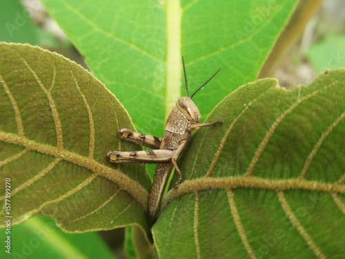 a brown grasshopper resting between two leaves