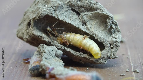 Features of the internal structure. Sceliphron curvatum.
Clay nest. The larva eats spiders. nest on a house outside.   