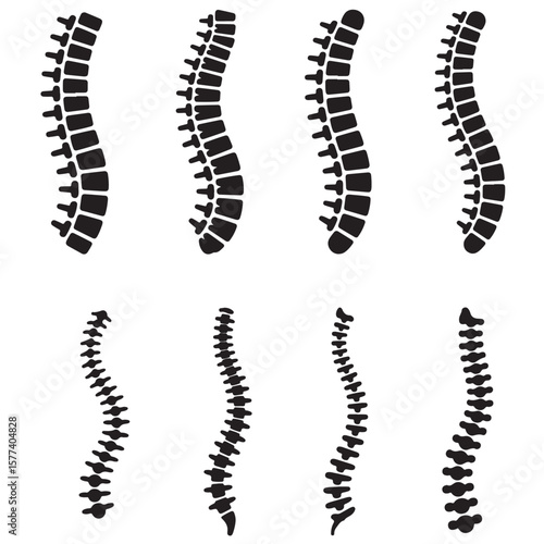 set vector various Spinal cord silhouettes , Spine Illustrations Showing Different Curvatures. Collection of Spinal Column Illustrations Anatomy Vertebrae