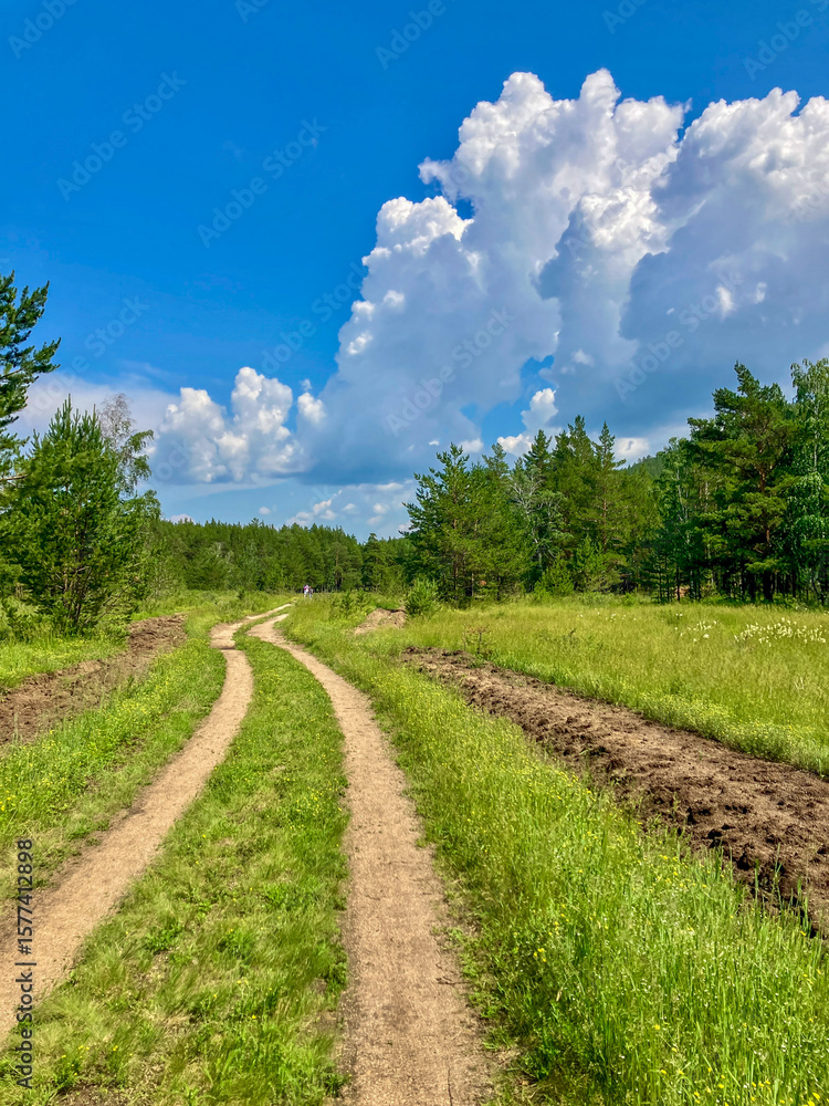 Obraz premium Forest Path