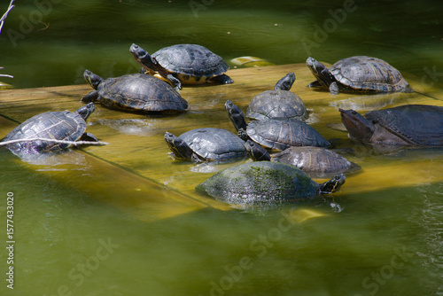 Obraz na plátně Group of Turtles Resting on a Wooden Platform by a Calm Pond