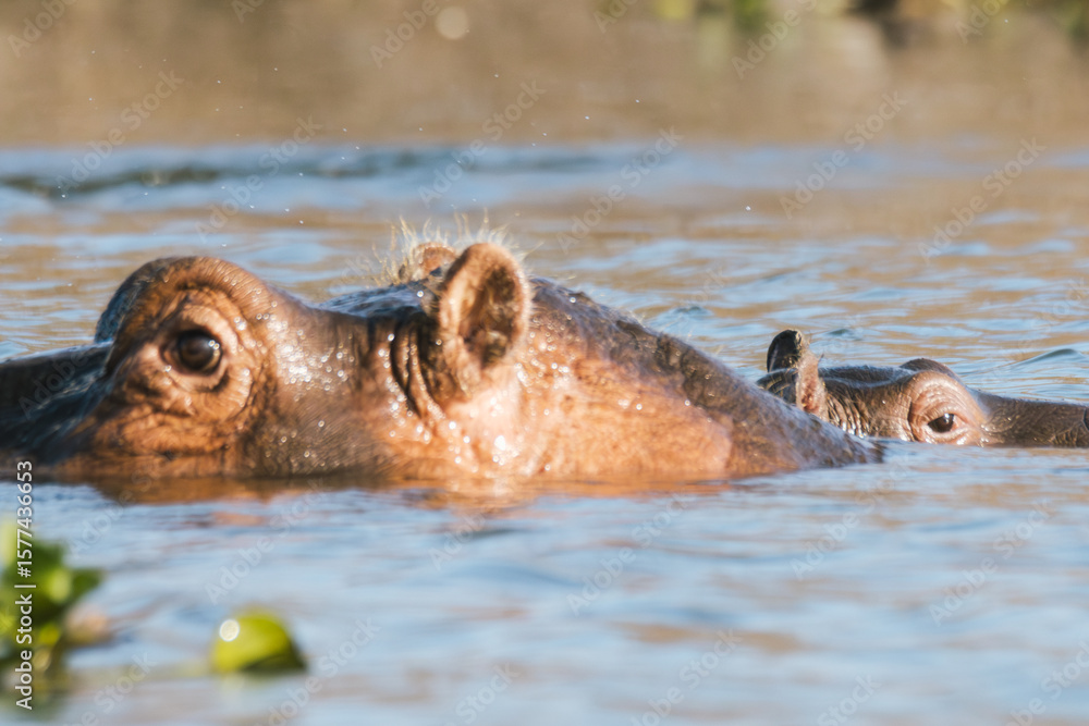 Fototapeta premium Close-up View of a Hippopotamus in Water