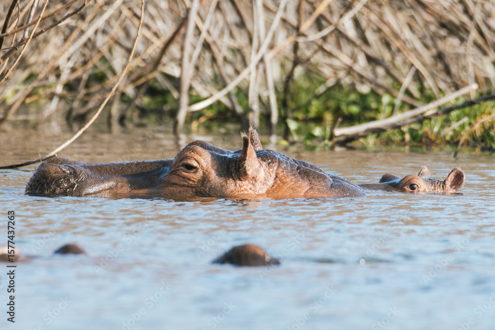 Fototapeta premium Hippopotamus Family in Kenyan Water