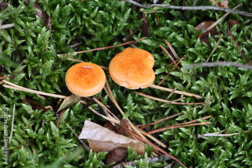 Amanita muscaria, commonly known as the fly agaric or fly amanita