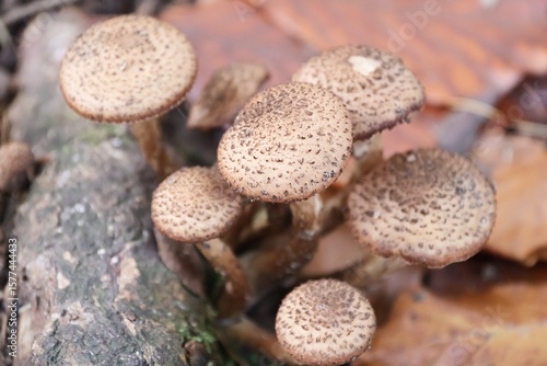 Armillaria fungi in the autumn forest, Czech Republic