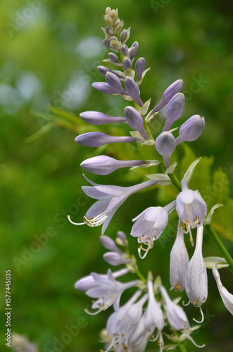  Blooming Hosta Patriot plant with lilac color lily like flowers on the stem against natural green summer background. Gardening,planting,growing hosta plant concept. Free copy space.