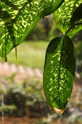 tropical leaves