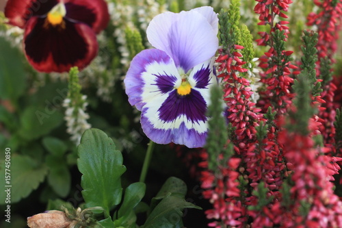closeup with detailed flowers