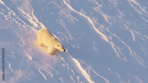 Polar Bear Walking on Snow with Aerial View, and Arctic Landscape.
