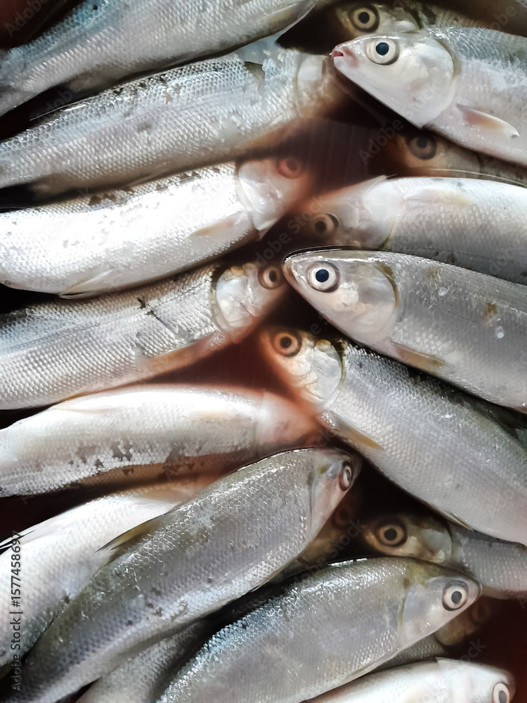Obraz premium Milkfish sold at the market. Fish market, traditional market