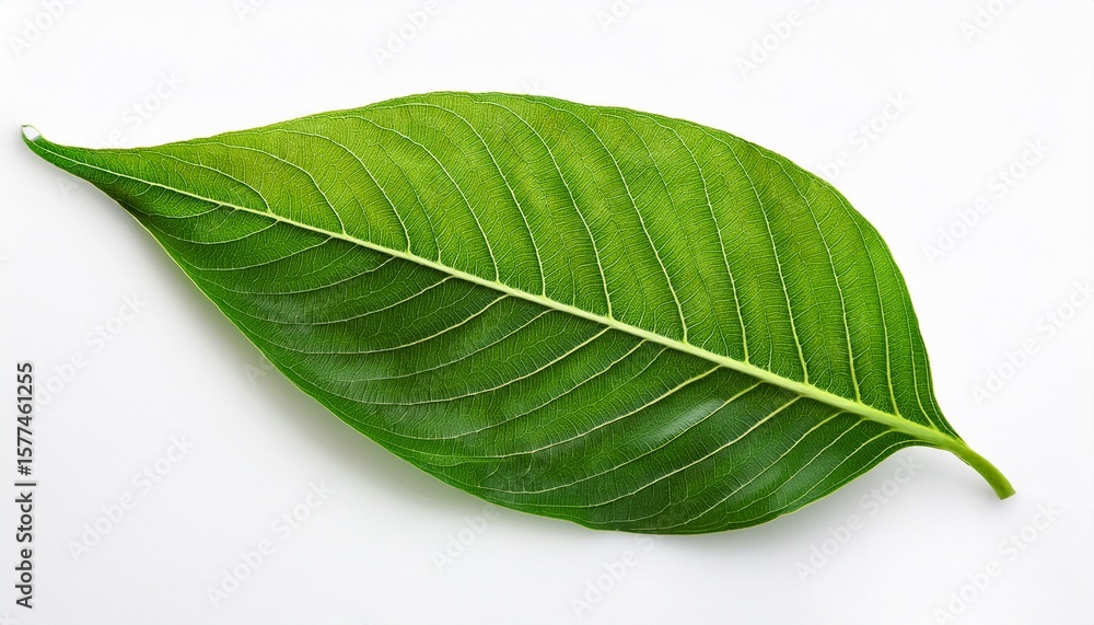 Obraz premium green leaves on white background