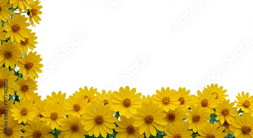 Radiant yellow flower border against a bright white background creating a cheerful floral frame