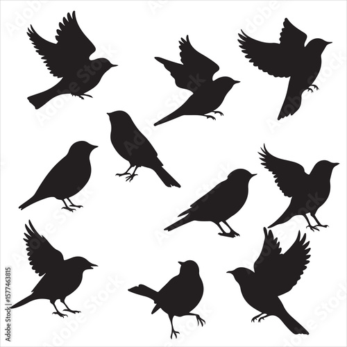 set of black various bird silhouette for graphic resources