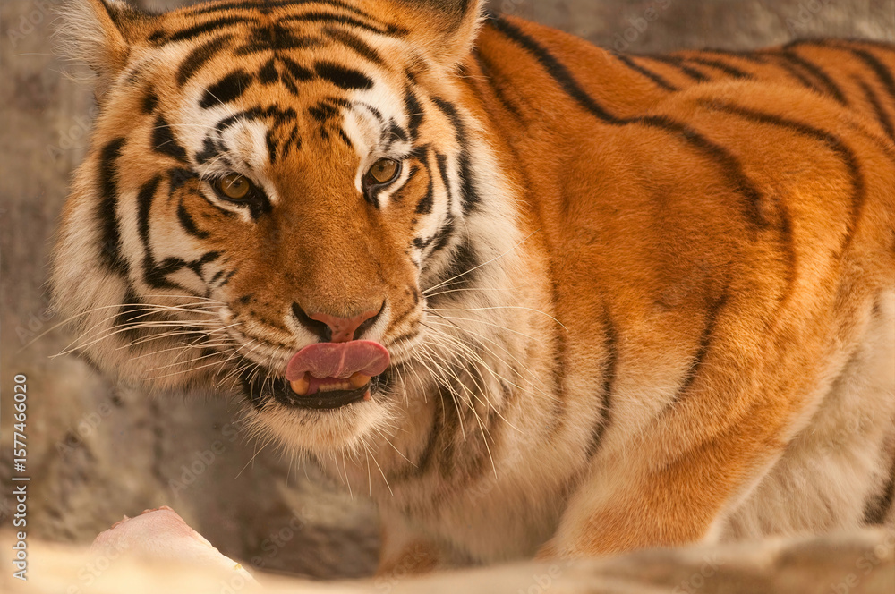 Naklejka premium Bengal Tiger Approaching