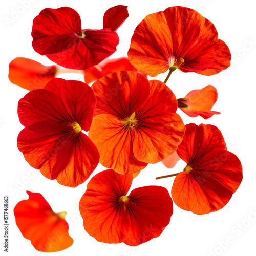 Wallpaper Mural Close up view of vibrant red flowers against black background Torontodigital.ca