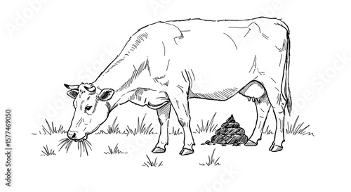 A scene in a field: a cow chewing grass with a pile of manure beneath her. Black and white sketch illustration